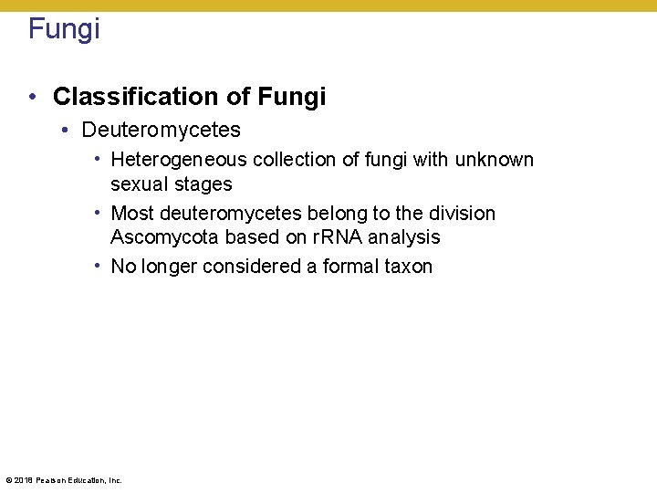 Fungi • Classification of Fungi • Deuteromycetes • Heterogeneous collection of fungi with unknown