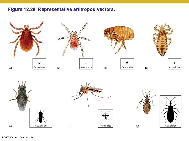 Figure 12. 29 Representative arthropod vectors. © 2018 Pearson Education, Inc. 