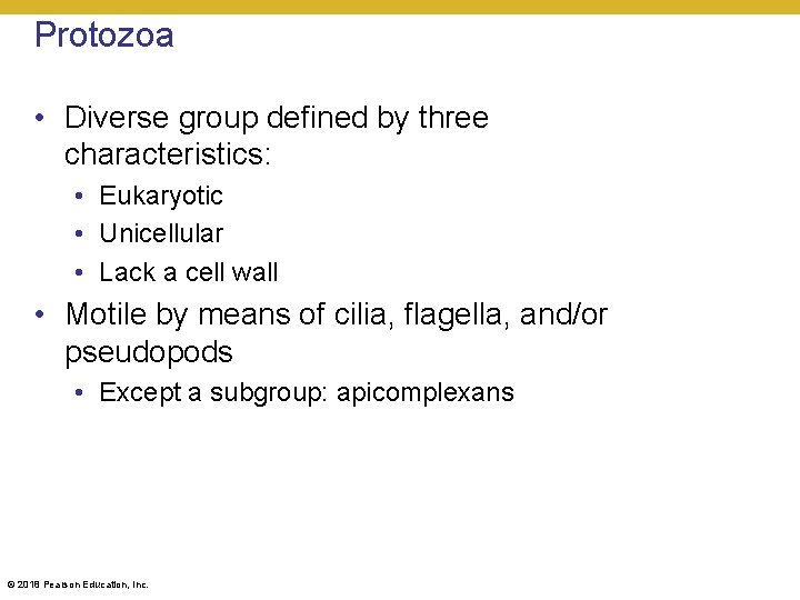 Protozoa • Diverse group defined by three characteristics: • Eukaryotic • Unicellular • Lack