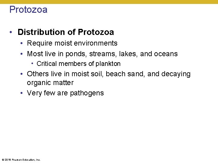 Protozoa • Distribution of Protozoa • Require moist environments • Most live in ponds,