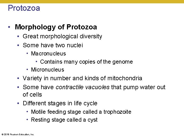 Protozoa • Morphology of Protozoa • Great morphological diversity • Some have two nuclei