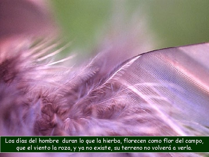 Los días del hombre duran lo que la hierba, florecen como flor del campo,