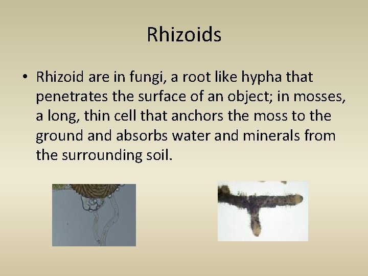 Rhizoids • Rhizoid are in fungi, a root like hypha that penetrates the surface