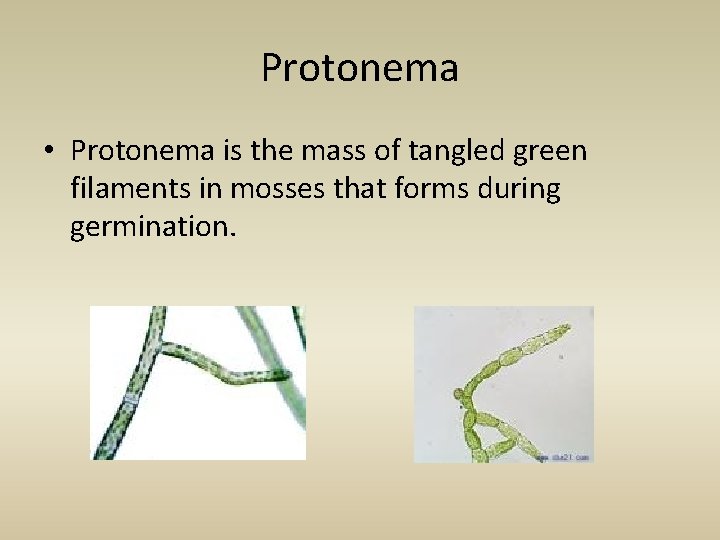 Protonema • Protonema is the mass of tangled green filaments in mosses that forms