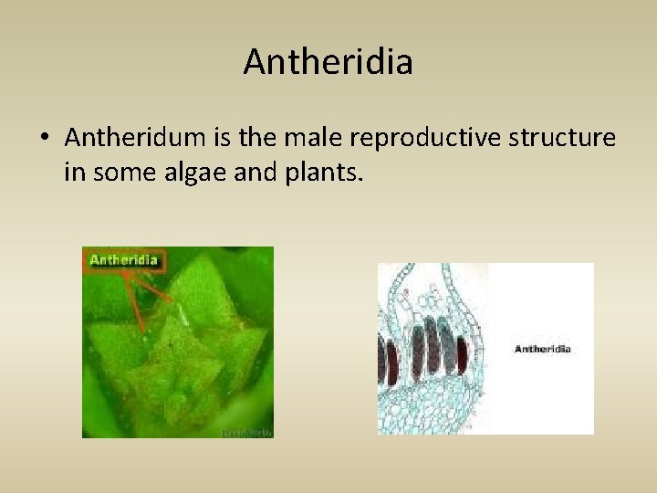 Antheridia • Antheridum is the male reproductive structure in some algae and plants. 
