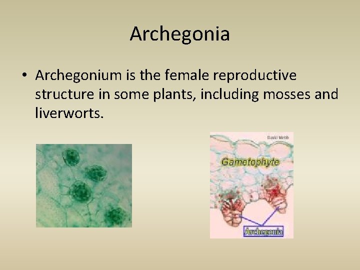 Archegonia • Archegonium is the female reproductive structure in some plants, including mosses and
