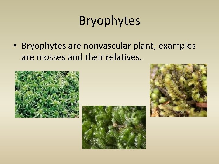 Bryophytes • Bryophytes are nonvascular plant; examples are mosses and their relatives. 
