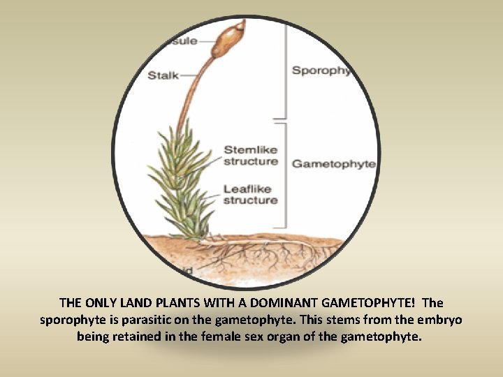 THE ONLY LAND PLANTS WITH A DOMINANT GAMETOPHYTE! The sporophyte is parasitic on the