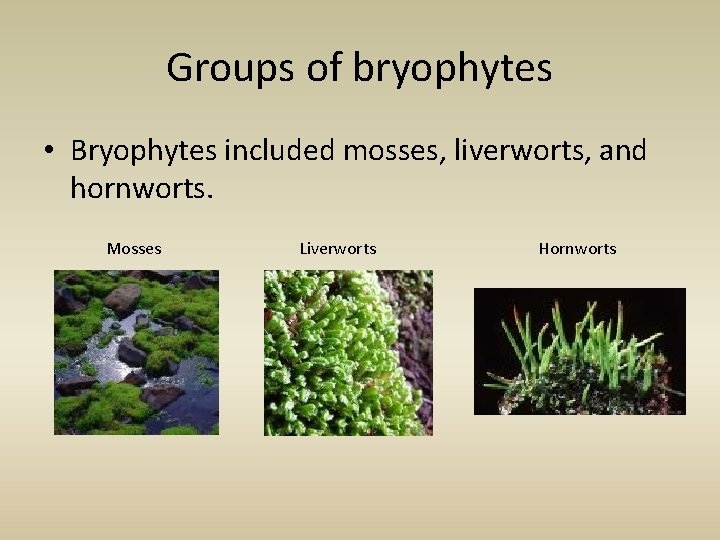 Groups of bryophytes • Bryophytes included mosses, liverworts, and hornworts. Mosses Liverworts Hornworts 