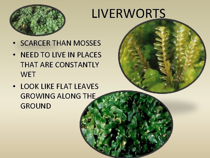 LIVERWORTS • SCARCER THAN MOSSES • NEED TO LIVE IN PLACES THAT ARE CONSTANTLY