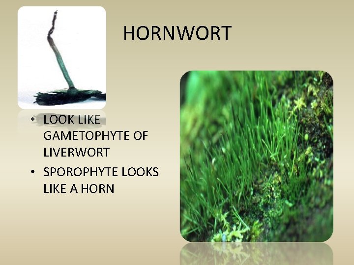 HORNWORT • LOOK LIKE GAMETOPHYTE OF LIVERWORT • SPOROPHYTE LOOKS LIKE A HORN 