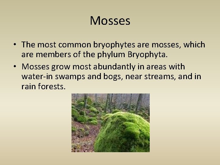 Mosses • The most common bryophytes are mosses, which are members of the phylum