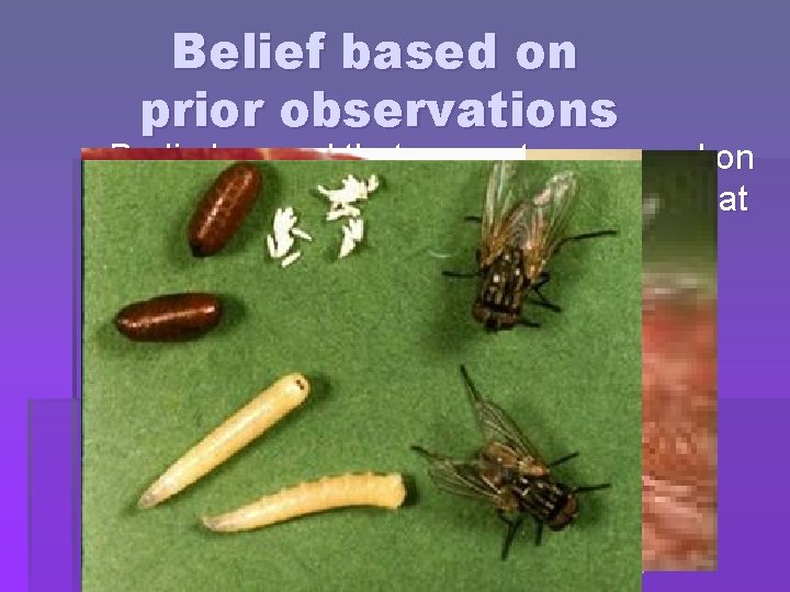 Belief based on prior observations § Redi observed that maggots appeared on meat a