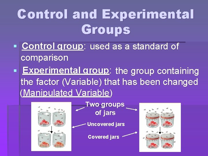 Control and Experimental Groups § Control group: used as a standard of comparison §