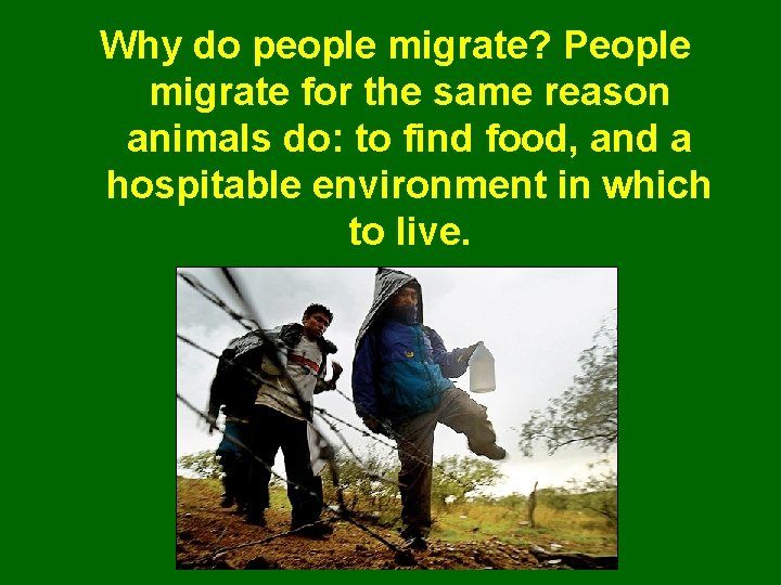 Why do people migrate? People migrate for the same reason animals do: to find