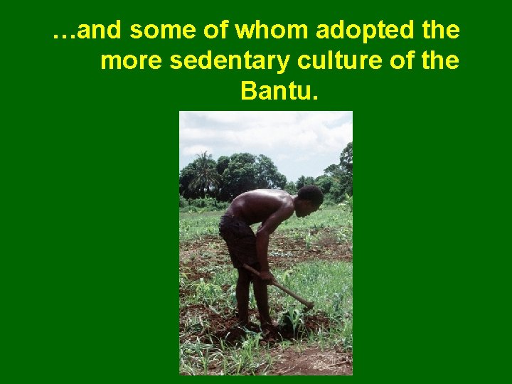 …and some of whom adopted the more sedentary culture of the Bantu. 