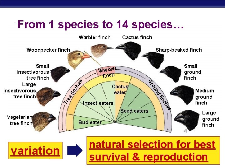 From 1 species to 14 species… Warbler finch Cactus finch Woodpecker finch Small ground