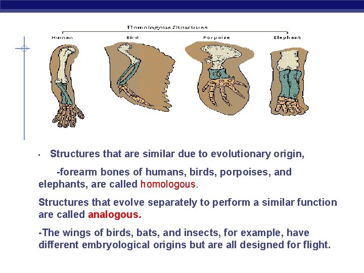  • Structures that are similar due to evolutionary origin, -forearm bones of humans,
