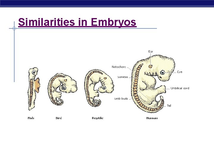 Similarities in Embryos Regents Biology 