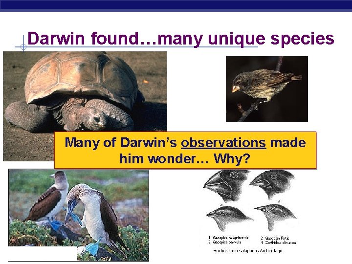 Darwin found…many unique species Many of Darwin’s observations made him wonder… Why? Regents Biology