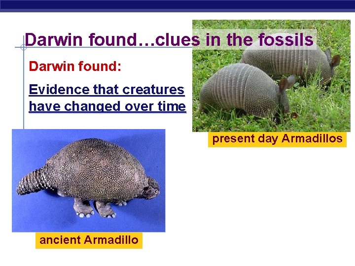 Darwin found…clues in the fossils Darwin found: Evidence that creatures have changed over time