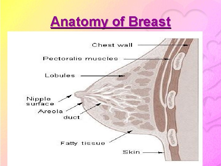 Anatomy of Breast 