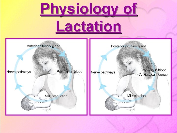 Physiology of Lactation 