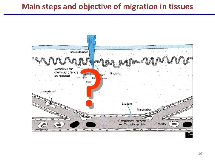 Main steps and objective of migration in tissues ? 10 