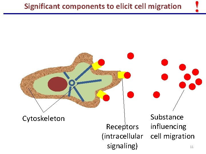 Significant A sejtvándorlás componentslépései to elicitéscell célja migration Cytoskeleton ! Substance Receptors influencing (intracellular