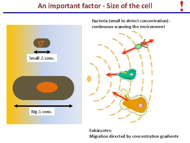 An important factor - Size of the cell Bacteria (small to detect concentration): continuous