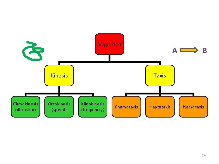 Migration Kinesis Chmokinesis (direction) Ortokinesis (speed) A B Taxis Klinokinesis (frequency) Chemotaxis Haptotaxis Necrotaxis