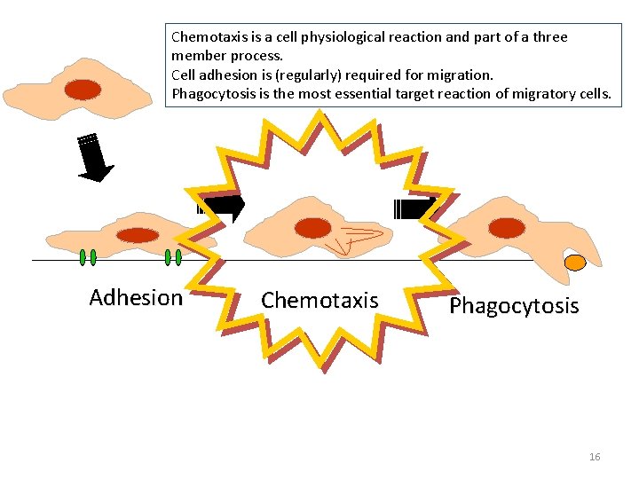 Chemotaxis is a cell physiological reaction and part of a three member process. Cell