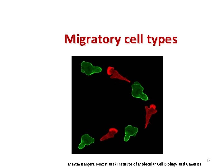 Migratory cell types Martin Bergert, Max Planck Institute of Molecular Cell Biology and Genetics