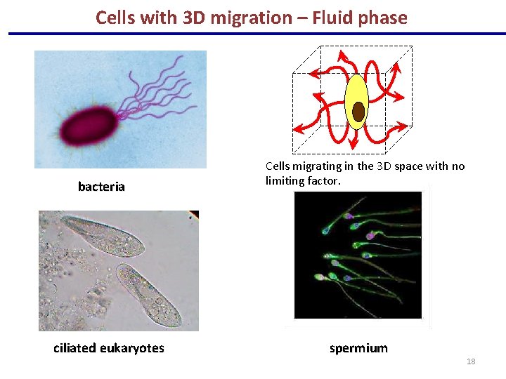 Cells with 3 D migration – Fluid phase bacteria ciliated eukaryotes Cells migrating in