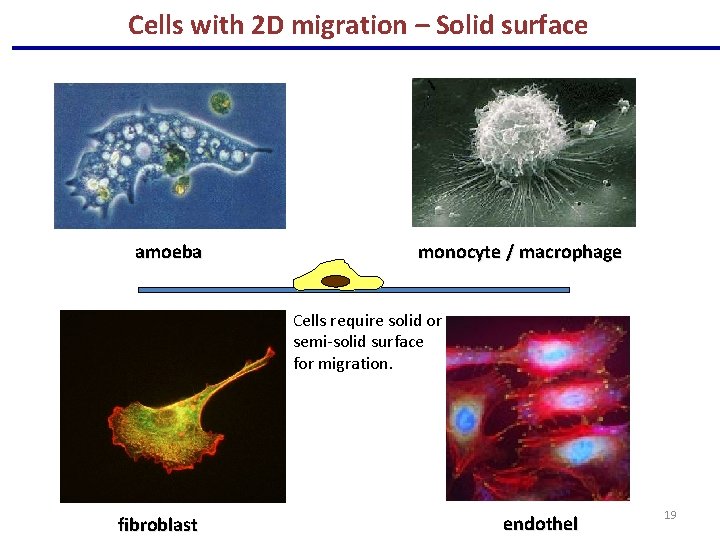 Cells with 2 D migration – Solid surface amoeba monocyte / macrophage Cells require
