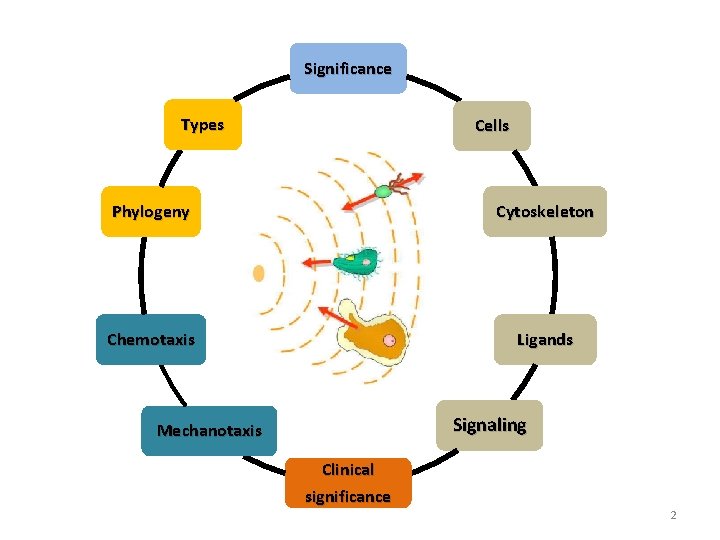 Significance Types Cells Phylogeny Cytoskeleton Chemotaxis Ligands Signaling Mechanotaxis Clinical significance 2 