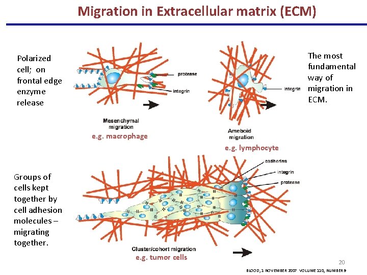 Migration in Extracellular matrix (ECM) The most fundamental way of migration in ECM. Polarized