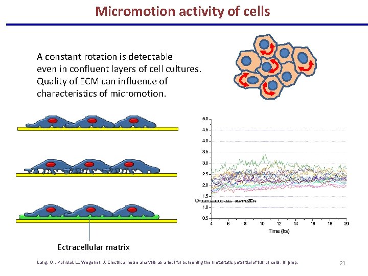 Micromotion activity of cells A constant rotation is detectable even in confluent layers of