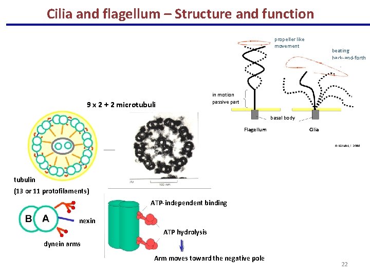 Cilia and flagellum – Structure and function propeller like movement beating back-and-forth in motion