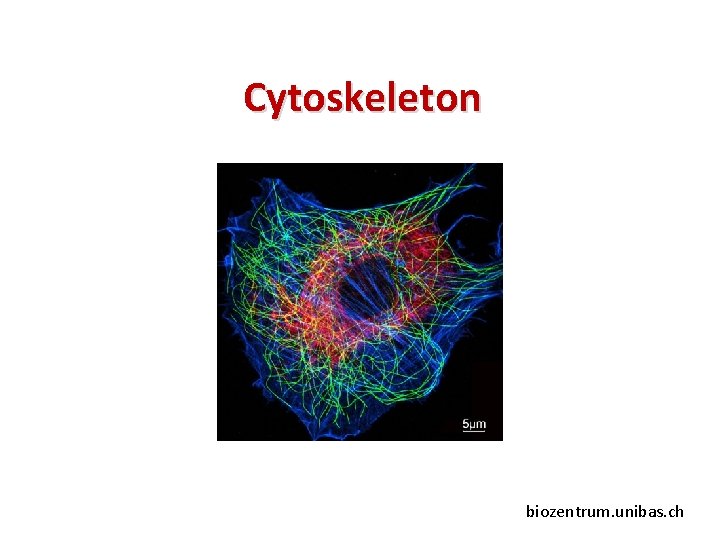 Cytoskeleton biozentrum. unibas. ch 