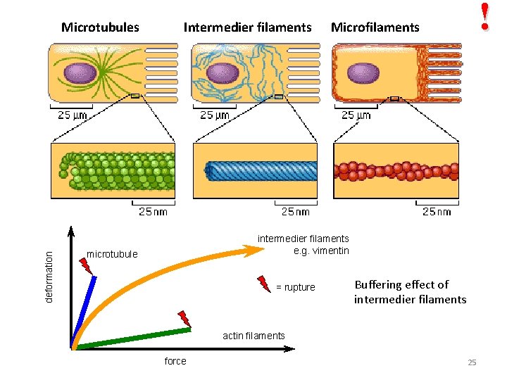 deformation Microtubules Intermedier filaments ! Microfilaments intermedier filaments e. g. vimentin microtubule = rupture