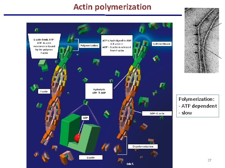 Actin polymerization Polymerization: - ATP dependent - slow 27 