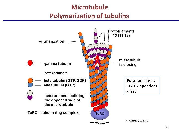 Microtubule Polymerization of tubulins Polymerization: - GTP dependent - fast 28 