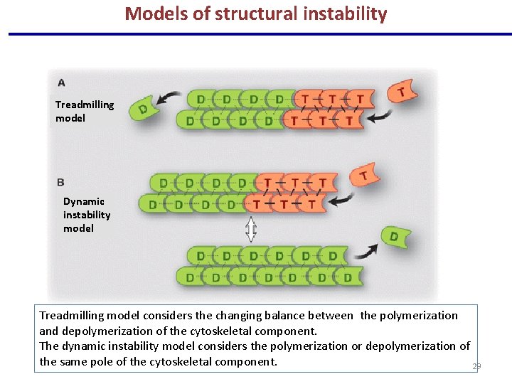 Models of structural instability Treadmilling model Dynamic instability model Treadmilling model considers the changing