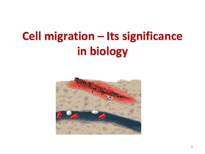 Cell migration – Its significance in biology 3 