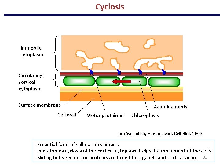 Cyclosis Immobile cytoplasm Circulating, cortical cytoplasm Surface membrane Cell wall Actin filaments Motor proteines