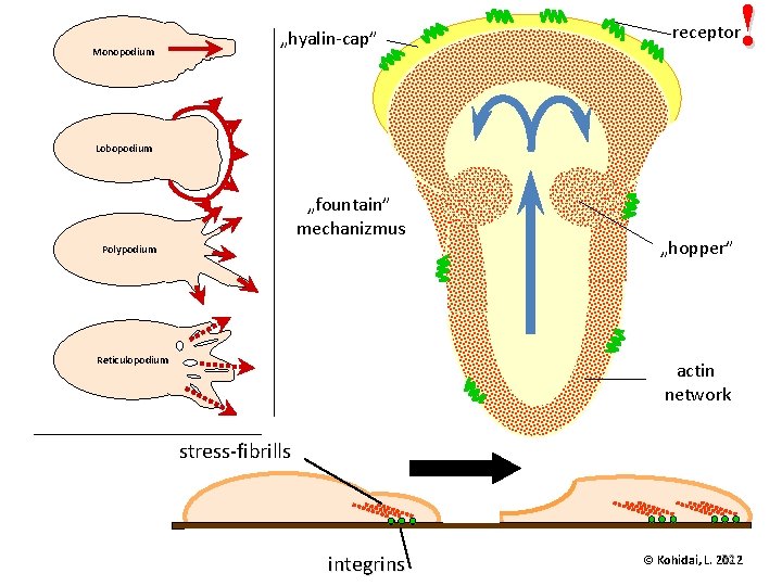 Monopodium „hyalin-cap” ! receptor Lobopodium „fountain” mechanizmus Polypodium Reticulopodium „hopper” actin network stress-fibrills integrins