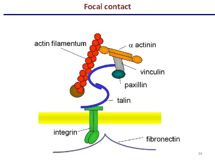 Focal contact 33 