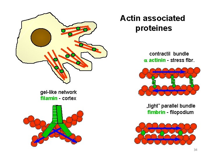 Actin associated proteines contractil bundle a actinin - stress fibr. gel-like network filamin -