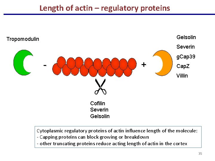 Length of actin – regulatory proteins Gelsolin Tropomodulin Severin + - g. Cap 39